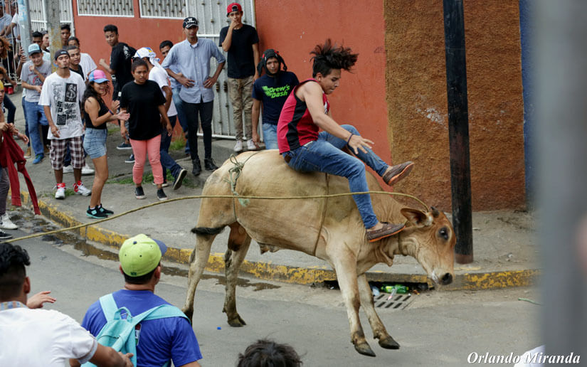 Vacas1